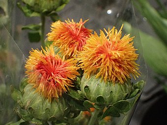 ベニバナ（紅花)