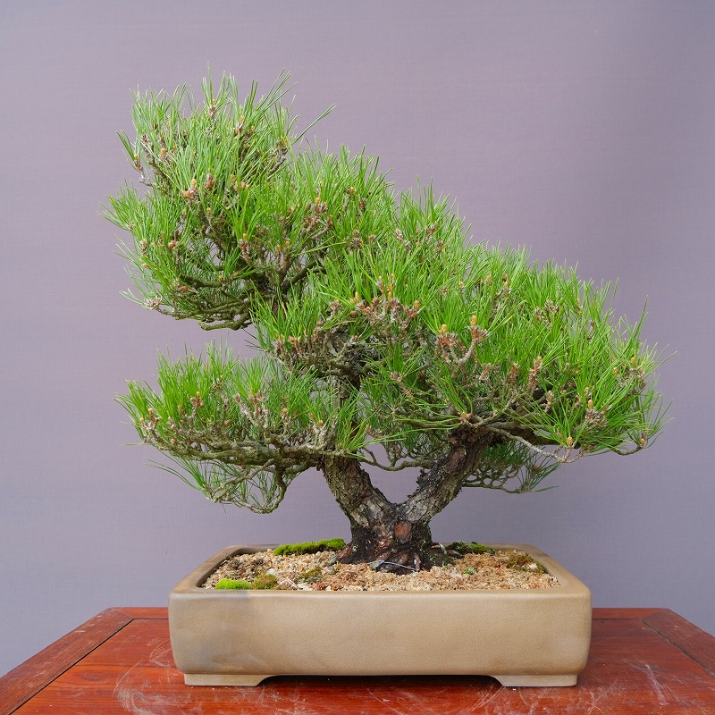 楽天市場】（株）一樹園 黒松 中品盆栽／樹齢40年 : 一樹園