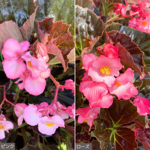 ベゴニア・フォーカルポイント2種セット| 種・苗・ガーデニング用品の