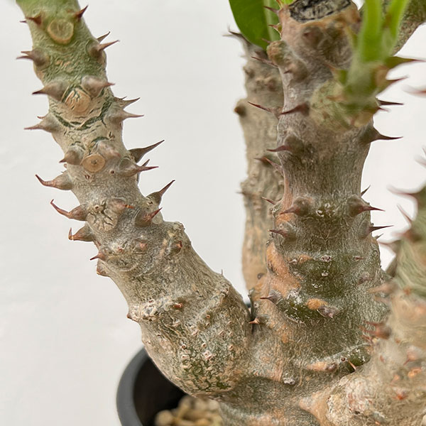 観葉植物 パキポディウム ウィンゾリー（実生） 4号鉢植え23-04 : 園芸