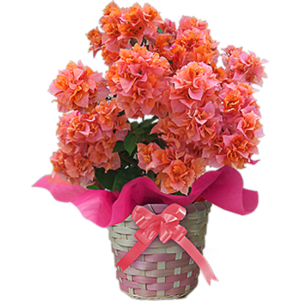 母の日 花 ギフト 珍しい 八重咲き ブーゲンビリア 選べる4種類 5号鉢