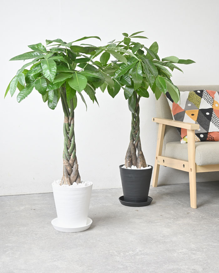 観葉植物 本物 パキラ セラアート鉢 7号鉢 室内用 インテリア おしゃれ