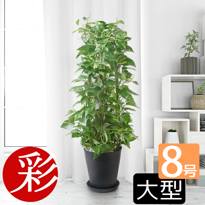 観葉植物 本物 ドラセナ ワーネッキー レモンライム セラアート鉢 8号