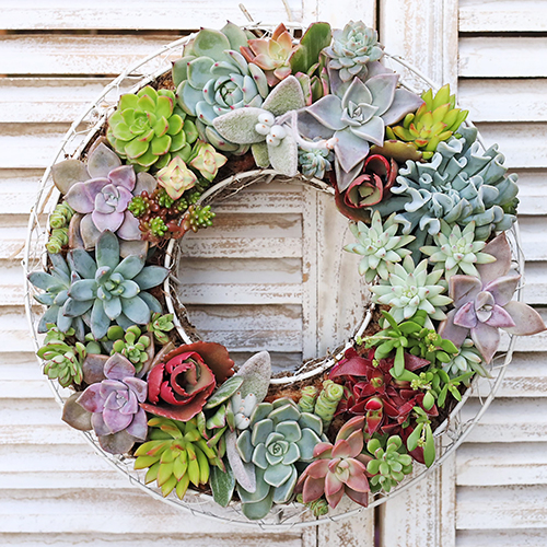 多肉植物寄せ植え おしゃれ ギャザリングリース30cm 開店祝い 誕生日