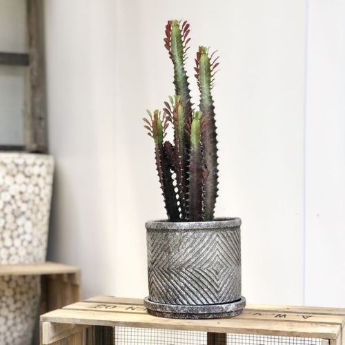 多肉植物 観葉植物：ユーフォルビア 紅彩雲閣*トリゴナロイヤルレッド