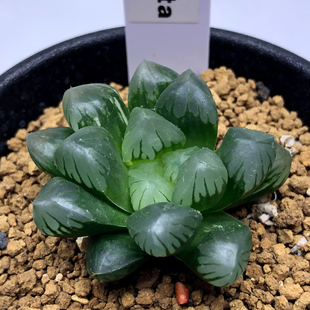 多肉植物：ハオルチア 濃緑肌オブツーサ錦*幅4cm 現品！一品限り