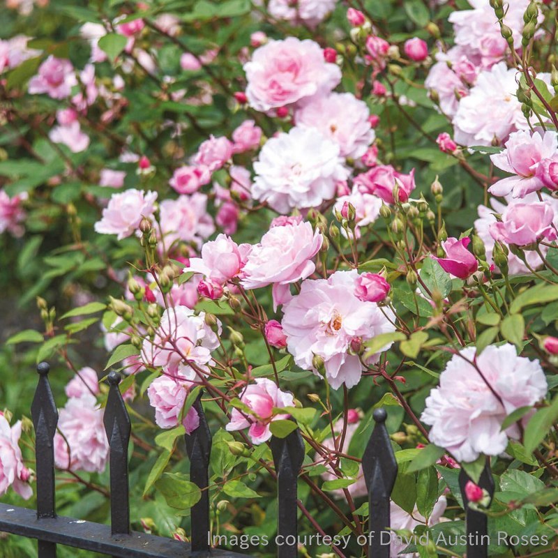 メアリー ディレイニー 秋にも咲くつるバラ(イングリッシュローズ