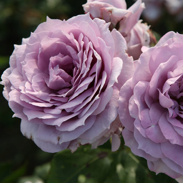 ノヴァーリス ｜バラ苗の通販の篠宮バラ園