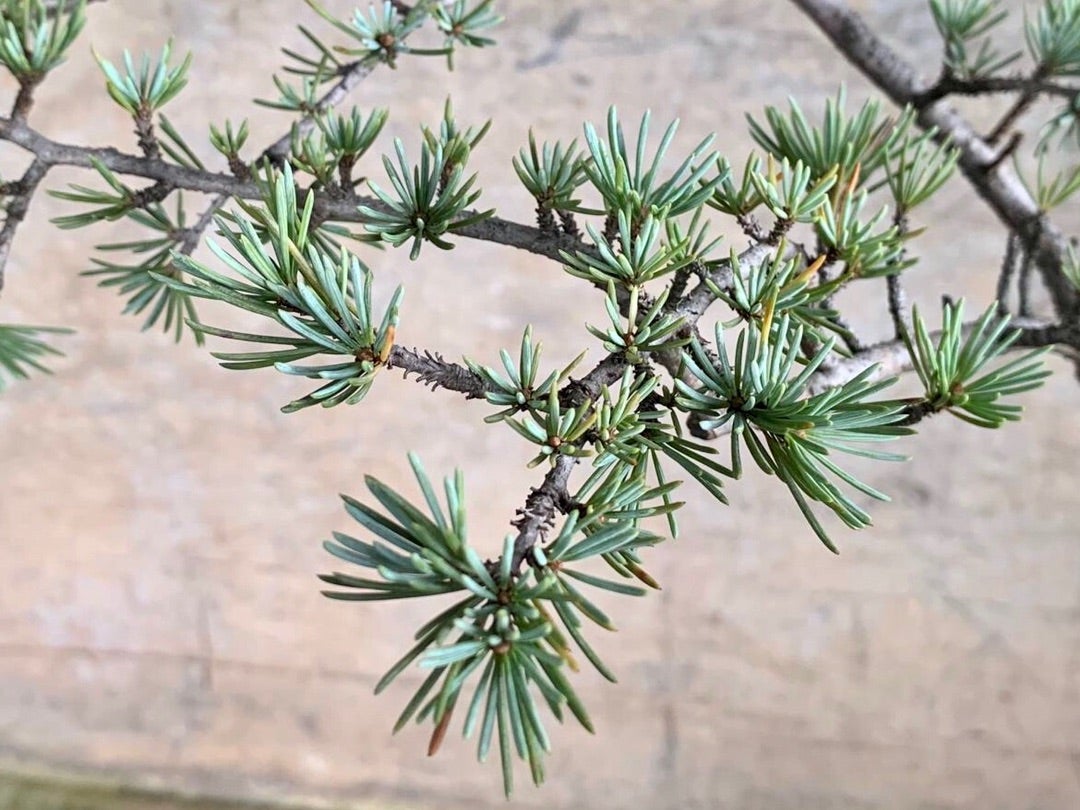 アトラスシーダー「グラウカ・ペンデュラ 」の地植え後の変化 | dukeの