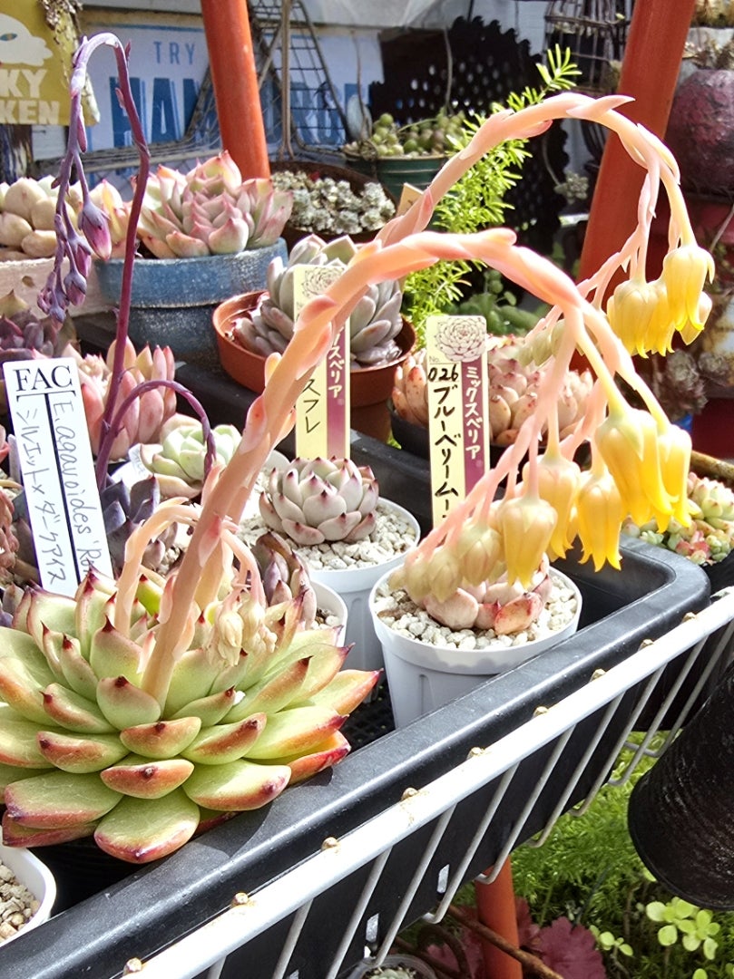 今年1番に咲いた多肉の花＆葉挿しの為の花茎( *´艸) | ＊vanilla-days＊