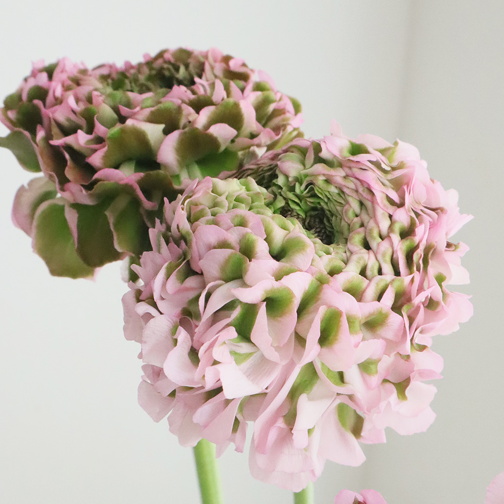 08直前!】ラナンキュラス ポンポンアリス(ピンク緑)40CM - 花材通販は