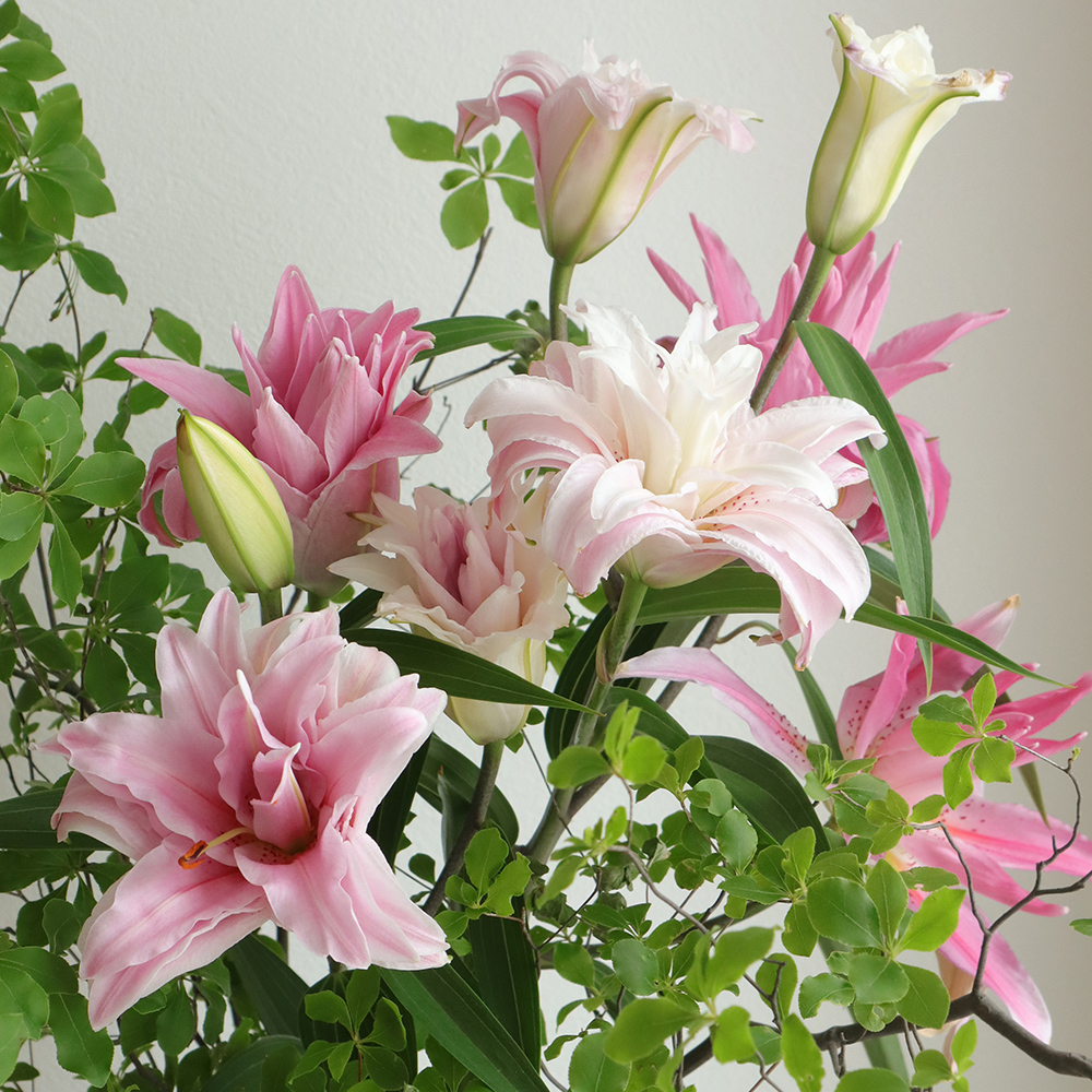 直前!!】八重オリエンタルユリ ダイアンサ(ピンク)90cm 5-6輪 FF