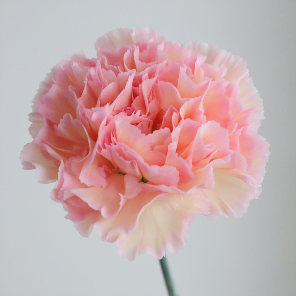 生花】国産カーネーション ソルベ(ピンク黄)藤花園☆【FJ】 - 花材通販