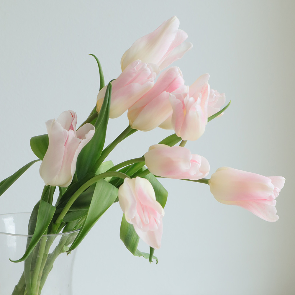 08直前】初入荷!チューリップ ホーランドシック(ユリ咲きピンク系