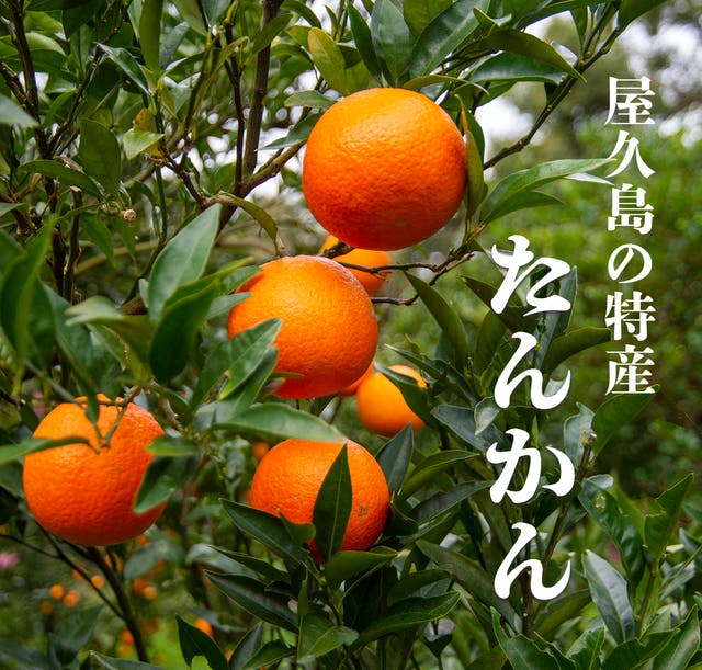 世界遺産屋久島の超極上レア果実「たんかん」樹齢100年を繋ぐ三升農園