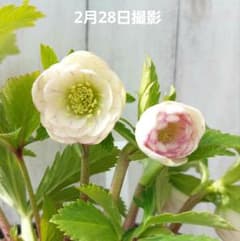 m48198148881_1.jpg?1740829226