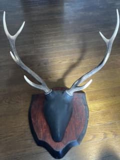 鹿の角スカル 日本鹿 出品禁止品に該当しません - メルカリ