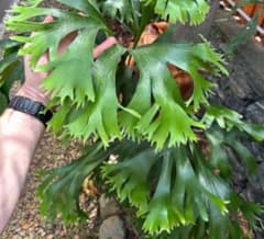 p.Rod Pattison sporelingロッドパティソンビカクシダ - メルカリ