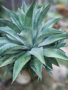 超大型アガベ アリゾニカ 傷葉 葉裂け有、下葉カット 160サイズで梱包