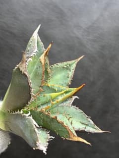 アガベ チタノタ 特選 「金蟾王」極上背棘 スーパーブツブツ質感 特選