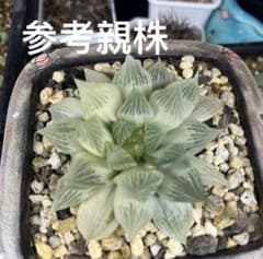 ハオルチア 白蛇伝 葉挿し 発根済み - メルカリ