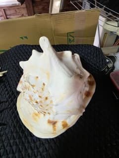 トウカムリガイ 貝殻 約20cm 白とオレンジの斑点 - メルカリ