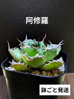 写真現品】アガベ チタノタ 阿修羅 ｜☆有望株（鉢ごと発送） - メルカリ