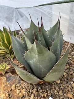 週末セール 値下げ アガベ パラサナ - メルカリ