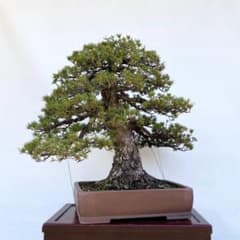 白木盆栽園 瑞祥 八房五葉松 樹高66センチ 盆栽黒松赤松五葉松真柏趣味