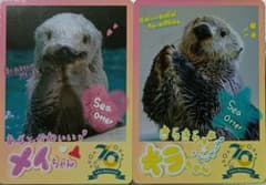 鳥羽水族館 コレクションカード ラッコ メイちゃん キラちゃん - メルカリ