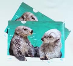 鳥羽水族館 ラッコ メイキラ クリアファイル×2枚 新品 - メルカリ