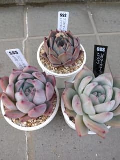 SSSさん苗 コロラータスーパーW×ナウアラ他2苗 札付き メルカリ便