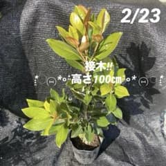 ④*:ஐ四季咲き・矮性！*:ஐ丈夫な接木・タイサンボク・苗木【リトル