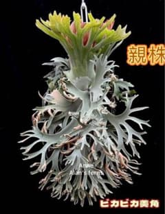 m74486898607_1.jpg?1735216135