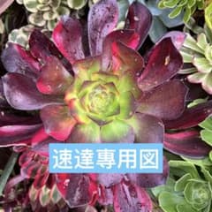 m75800470590_1.jpg?1716817779