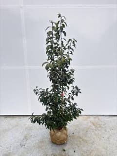 手頃なサイズ お庭の主役にどうぞ ソヨゴ 726 樹高1.4m位 株立 常緑樹