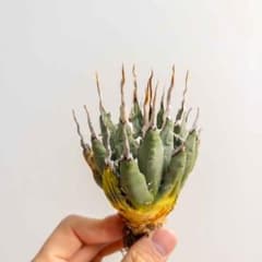 10 ユタエンシス エボリスピナ 現地株 ベアルート 陽炎 アガベ - メルカリ