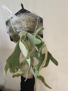 willinckii mix spore Predator, SPA,Kai 3 - メルカリ