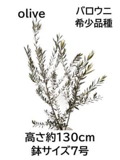 オリーブの木 バロウニ 7号 約130cm K-307 希少品種 現品掲載 - メルカリ
