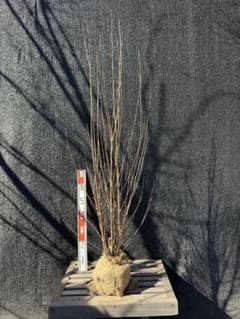 桂（カツラ）植木 庭木 【品番3545】 - メルカリ