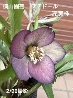 2026年最新】横山園芸 プチドールの人気アイテム - メルカリ