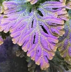 2026年最新】セラギネラ サイアメンシスの人気アイテム - メルカリ