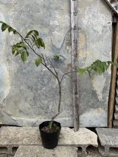 2026年最新】スターフルーツ 苗木の人気アイテム - メルカリ