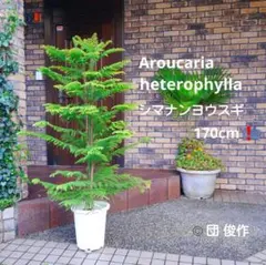 2026年最新】シマナンヨウスギの人気アイテム - メルカリ