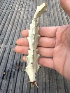 2026年最新】ユーフォルビアホワイトゴーストの人気アイテム - メルカリ