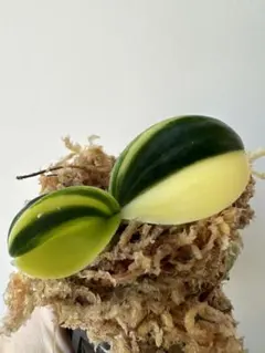 2026年最新】名護蘭 明丸の人気アイテム - メルカリ