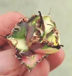 2026年最新】アガベシーザー錦の人気アイテム - メルカリ