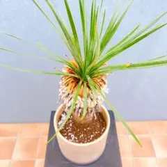 2026年最新】ロストラータ ユッカの人気アイテム - メルカリ