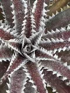 2026年最新】Dyckia ディッキアの人気アイテム - メルカリ
