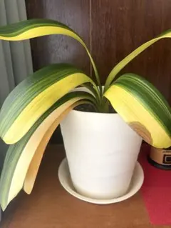 2026年最新】君子蘭 斑入りの人気アイテム - メルカリ